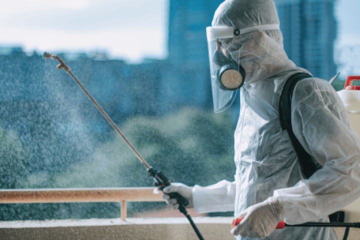 Plaga en tu piso de alquiler